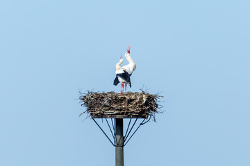 A stork couple, both are standing on their nest and clattering with their raised beaks - nature...