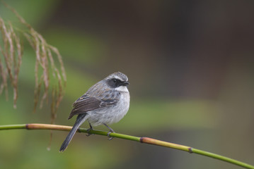 Fototapeta premium Grey Bushchat ; Saxicola ferreus&nbsp;