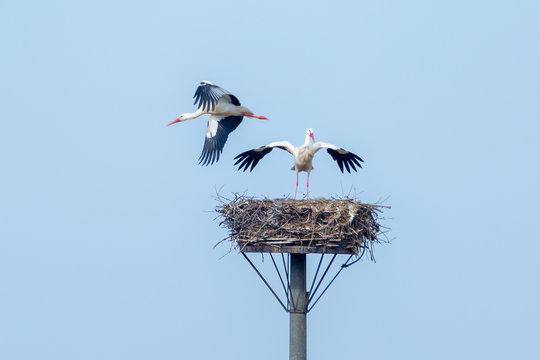Two storks take possession of their nest - near Staden, Germany