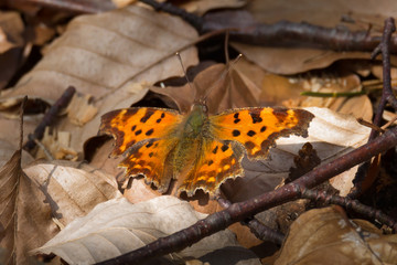 The butterfly, a small tortoiseshell, shows itself in its full beauty - photographed in the forest near Alzenau, Germany