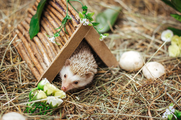 The hedgehog leaned out of his hole and sniffs the flowers.