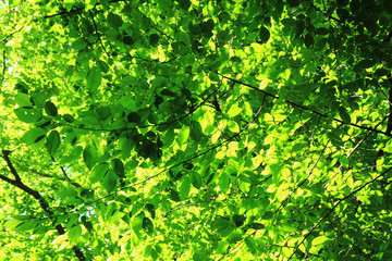 Fototapeta na wymiar beech leaves texture