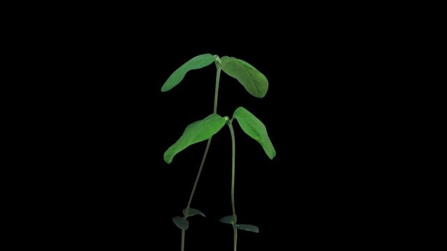 Time-lapse of growing soybeans vegetables 2x1 in PNG+ format with ALPHA transparency channel isolated on black background
