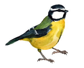 Naklejka premium Watercolor Eurasian blue tit