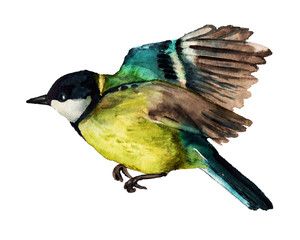 Watercolor flying Great tit