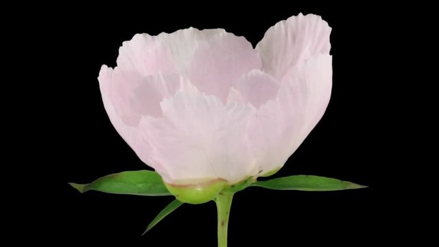 Time-lapse of opening white peony (Paeonia) flower 1x3 in RGB + ALPHA matte format isolated on black background.
