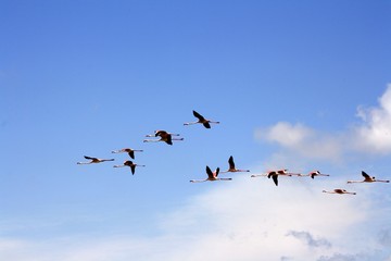 Vol flamant roses en Camargue