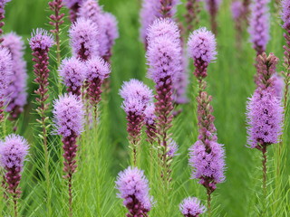 Lila Pfeifenputzerblumen