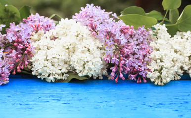 beautiful branch of lilac with pink and white flowers on a blue wooden table in spring garden