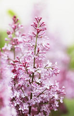 beautiful branch of lilac with pink flowers blooming in spring garden