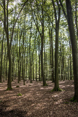 Fototapeta na wymiar lichter Wald im Siegerland
