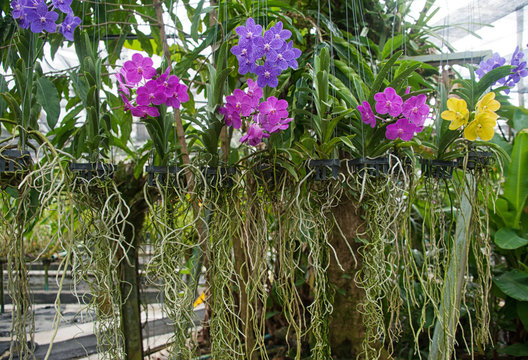 Fototapeta orchid in garden