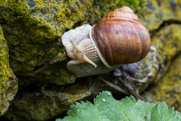 Weinbergschnecke