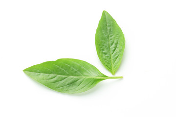 Asian Thai basil