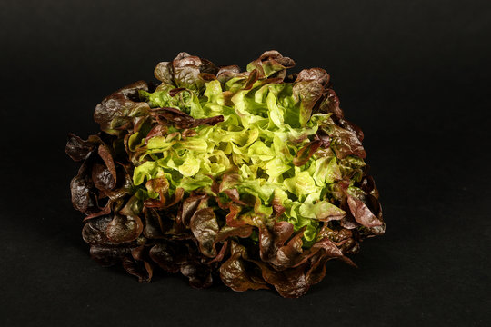 salade, feuille de ch&ecirc;ne, fond noir, close-up