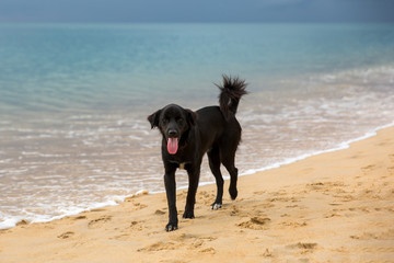 A happy black dog standing on a sandy beach