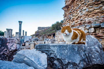 Cat sitting onthe ruins at Ephesus ancient city