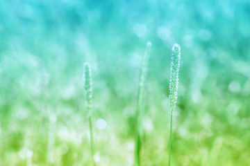 Spring meadow of green  grass  flower  with bokeh light  from sunrise background