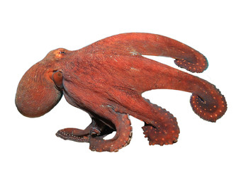 Live underwater octopus isolated on white background