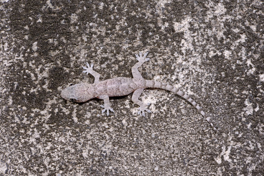 Asiatischer Hausgecko (Hemidactylus frenatus) - Common house gecko / Madagaskar