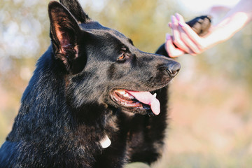 A black sheepdog gives a paw to a person