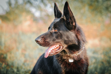 Black sheepdog on the grass looking into the distance
