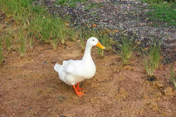 Duck standing on grass.