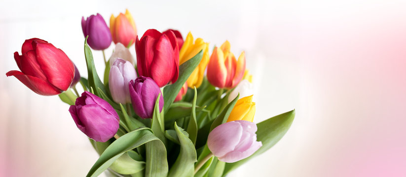 Colorful tulips on tender pink background