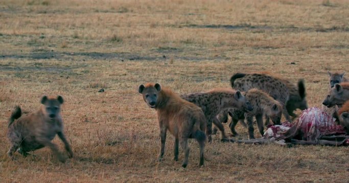 Spotted Hyenas With Kill; Maasai Mara 5th Sept 16; Maasai Mara, Kenya, Africa