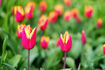 Tulpen als Frühlingsbote