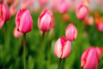 Fototapeta premium Tulpen als Frühlingsbote