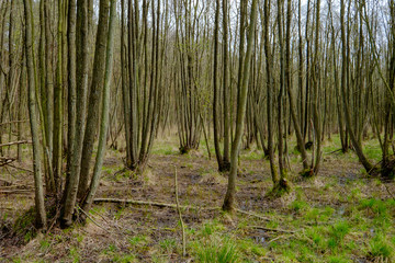 Der Urwald am Darßer Ort