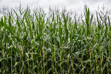 Maisfeld im Sommer