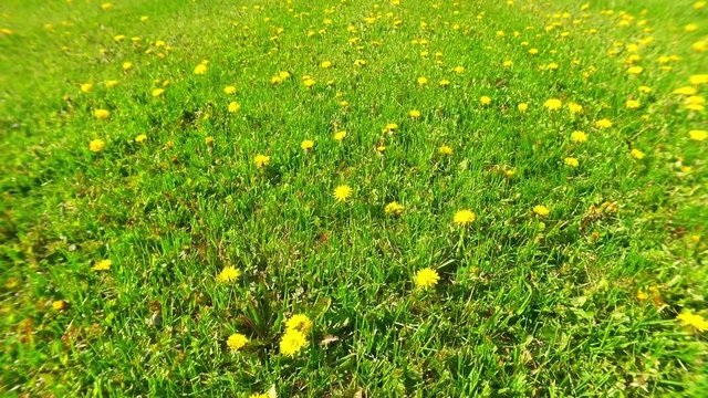 Spring Dandelion meadow