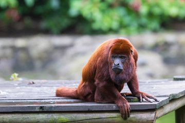 red howler monkey