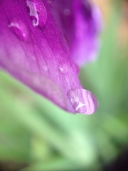 Drops on a violet flower