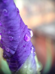 Drops on a violet flower