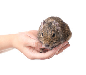 Little boy with cute pet degu on white background