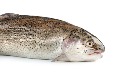 Rainbow trout on white background