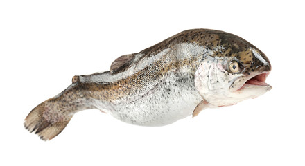 Rainbow trout on white background