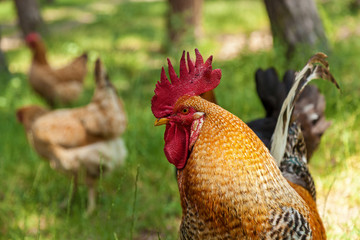 A rooster and two hens on the green grass, near the trees. Rooster on the green grass
