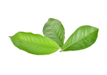 green tea leaf isolated on white background