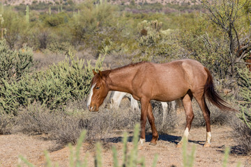 Obraz na płótnie Canvas Wild Horses Near the Salt River in the Arizona Desert