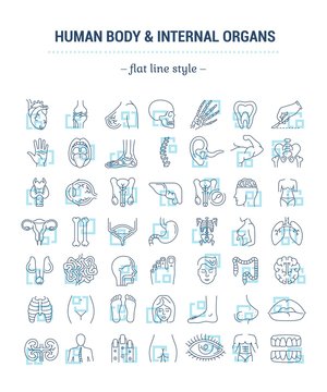 Vector graphic set. Icons in flat, contour, thin, minimal and linear design. Study and structure of person internal organs and a body part. Concept illustration for Web site. Sign, symbol, element.