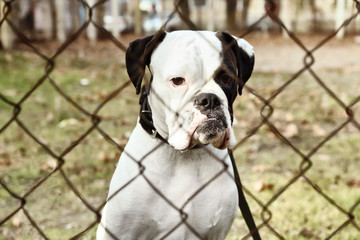 Cute white Boxer dog outdoors, view through chain link fence. Pet adoption