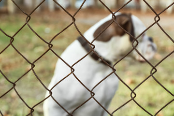 Cute white Boxer dog outdoors, view through chain link fence. Pet adoption