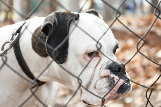 Cute White Boxer Dog Outdoors, View Through Chain Link Fence. Pet Adoption