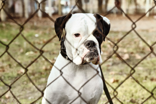 Cute White Boxer Dog Outdoors, View Through Chain Link Fence. Pet Adoption