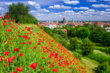 Obraz premium Poppy field in the old town of Gdansk, Poland