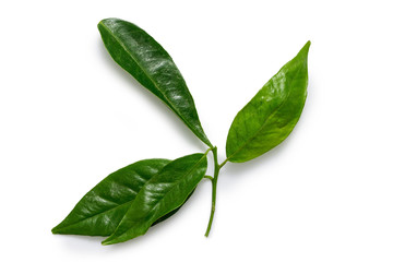 A mandarin stem with four leaves isolated on white from above.